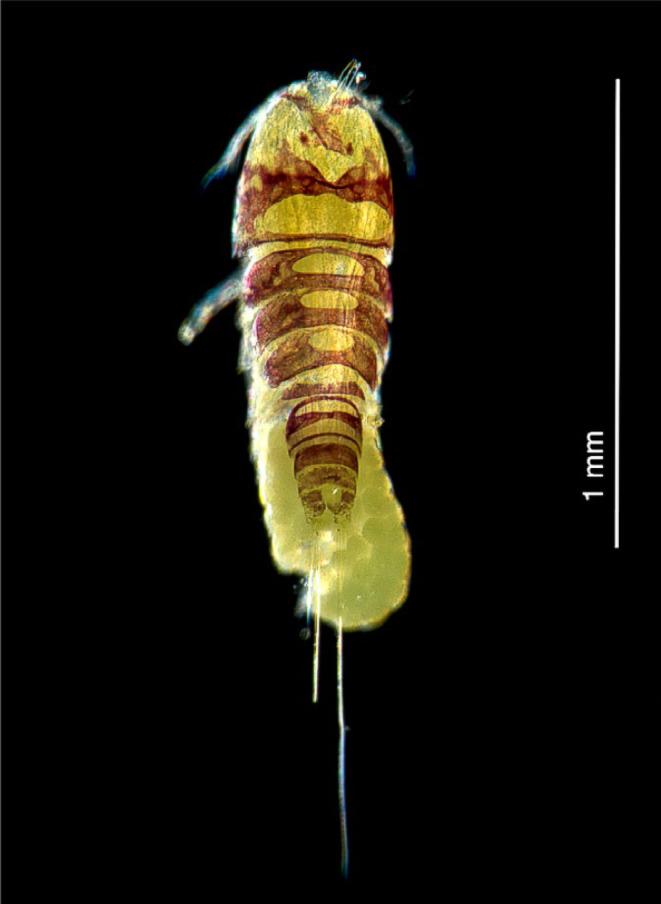 https://cdn.ncbi.nlm.nih.gov/pmc/blobs/2953/11140236/d77cf706f96c/ECE3-14-e11471-g005.jpg