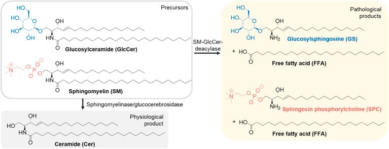 https://cdn.ncbi.nlm.nih.gov/pmc/blobs/2953/11743119/78adce707ccc/gr1.jpg