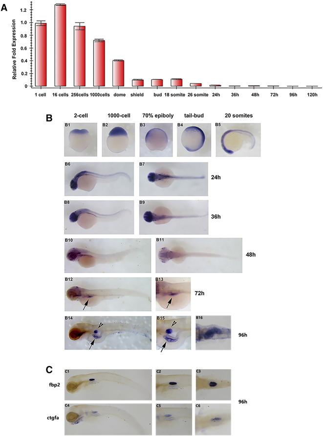 https://cdn.ncbi.nlm.nih.gov/pmc/blobs/2955/5487304/6707f9a25245/gr4.jpg