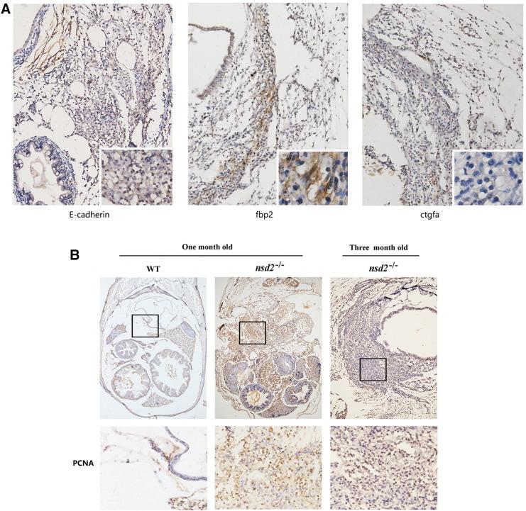 https://cdn.ncbi.nlm.nih.gov/pmc/blobs/2955/5487304/fd652ce3ee66/gr6.jpg