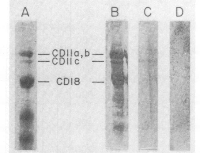 https://cdn.ncbi.nlm.nih.gov/pmc/blobs/2958/259073/9a41523fc964/iai00048-0247-b.jpg
