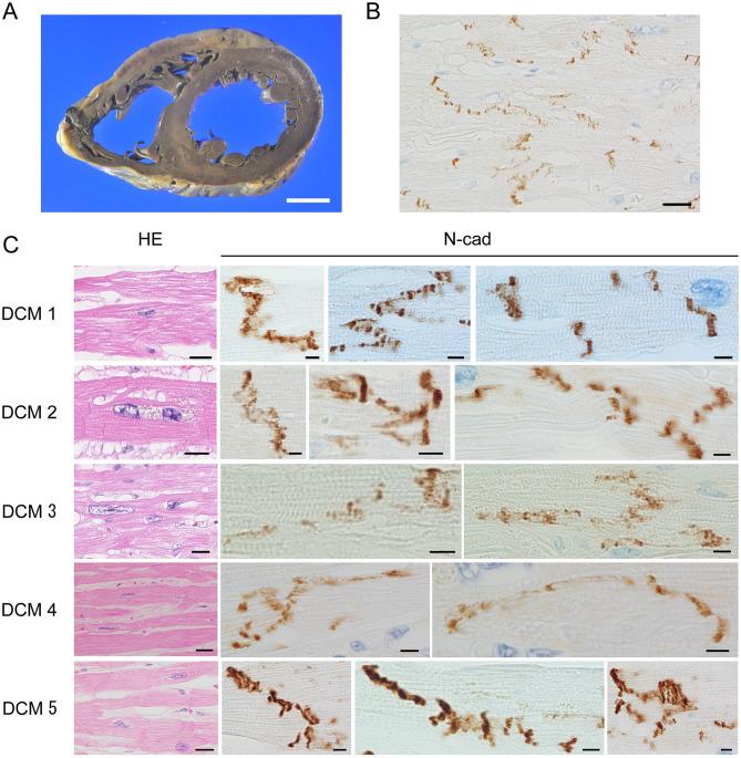 https://cdn.ncbi.nlm.nih.gov/pmc/blobs/2958/8178322/f83f7c7ad650/41598_2021_90502_Fig1_HTML.jpg