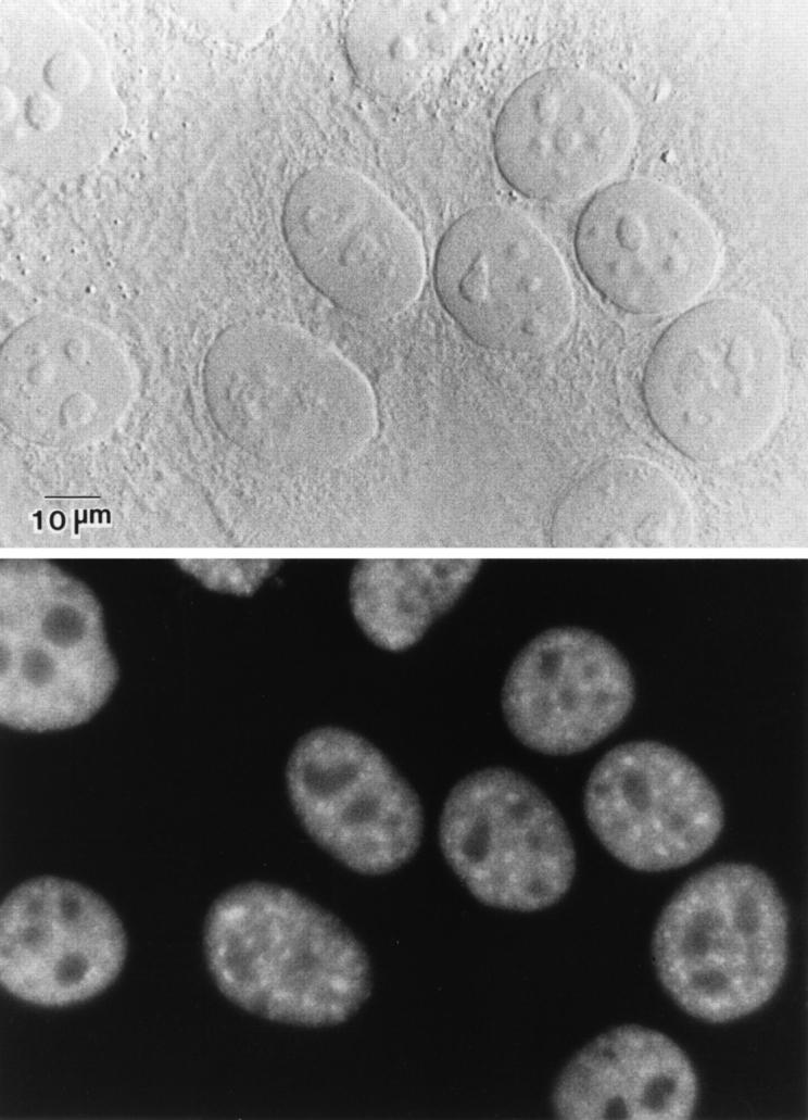 https://cdn.ncbi.nlm.nih.gov/pmc/blobs/2959/2138183/723c51ac313c/JCB.32673f1.jpg