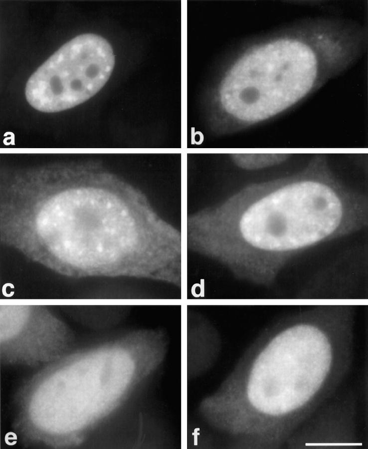 https://cdn.ncbi.nlm.nih.gov/pmc/blobs/2959/2138183/8a3d3006f7b2/JCB.32673f2.jpg