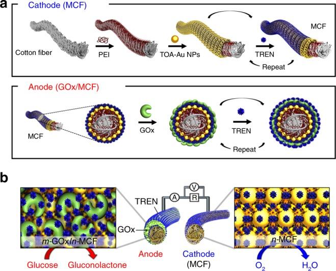 https://cdn.ncbi.nlm.nih.gov/pmc/blobs/295a/6203850/578dc6869078/41467_2018_6994_Fig1_HTML.jpg
