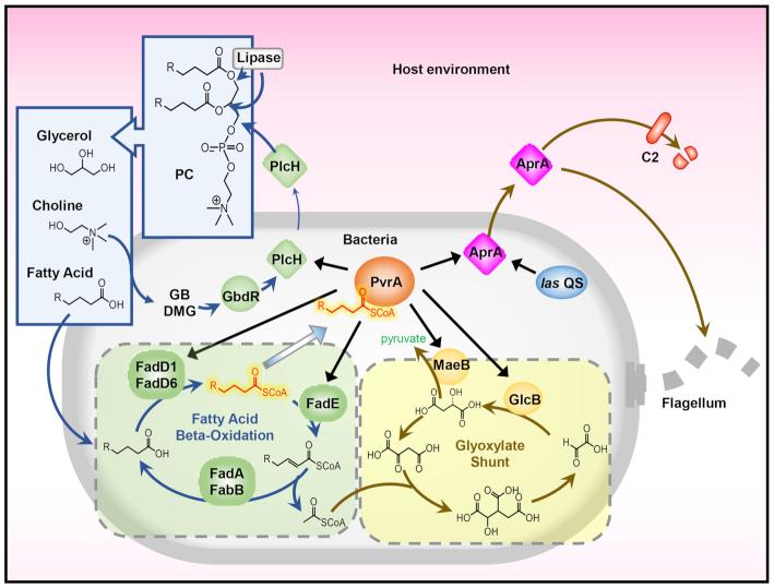 https://cdn.ncbi.nlm.nih.gov/pmc/blobs/2963/7293031/7c97d115461b/gkaa377fig12.jpg