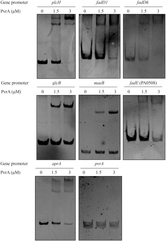 https://cdn.ncbi.nlm.nih.gov/pmc/blobs/2963/7293031/9eb2726fac6a/gkaa377fig2.jpg