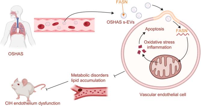 https://cdn.ncbi.nlm.nih.gov/pmc/blobs/2964/12166414/5961f5a48aec/ga1.jpg