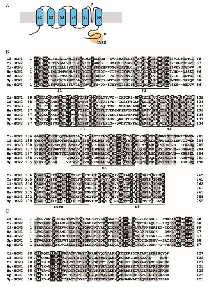 https://cdn.ncbi.nlm.nih.gov/pmc/blobs/2969/8835908/6d4a4898aa40/ijms-23-01648-g003.jpg