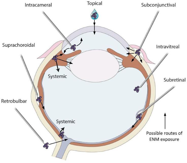 https://cdn.ncbi.nlm.nih.gov/pmc/blobs/296a/9145553/72b14a981878/pharmaceutics-14-00981-g002.jpg