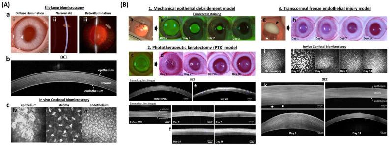 https://cdn.ncbi.nlm.nih.gov/pmc/blobs/296a/9145553/73ffae1abaa4/pharmaceutics-14-00981-g003.jpg