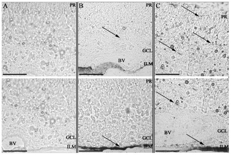 https://cdn.ncbi.nlm.nih.gov/pmc/blobs/296a/9145553/a5c4645df9ca/pharmaceutics-14-00981-g004.jpg