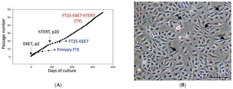 https://cdn.ncbi.nlm.nih.gov/pmc/blobs/296b/12345745/0cec7fb4013b/diagnostics-15-01975-g001a.jpg