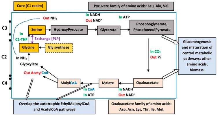 https://cdn.ncbi.nlm.nih.gov/pmc/blobs/296c/5492138/b6ea4e6ff135/life-07-00016-g008.jpg