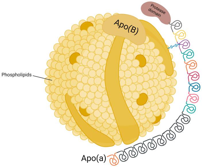 https://cdn.ncbi.nlm.nih.gov/pmc/blobs/2971/11853184/c6e8cc0946d6/biomolecules-15-00162-g001.jpg