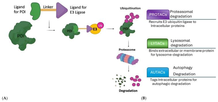 https://cdn.ncbi.nlm.nih.gov/pmc/blobs/2973/12196083/b707eda94e30/pharmaceutics-17-00744-g002.jpg