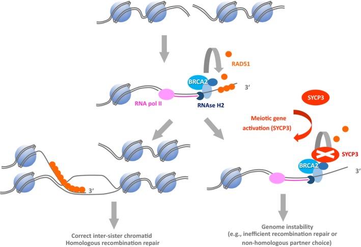 https://cdn.ncbi.nlm.nih.gov/pmc/blobs/2975/6766858/4626c21e88dd/ANDR-7-415-g003.jpg