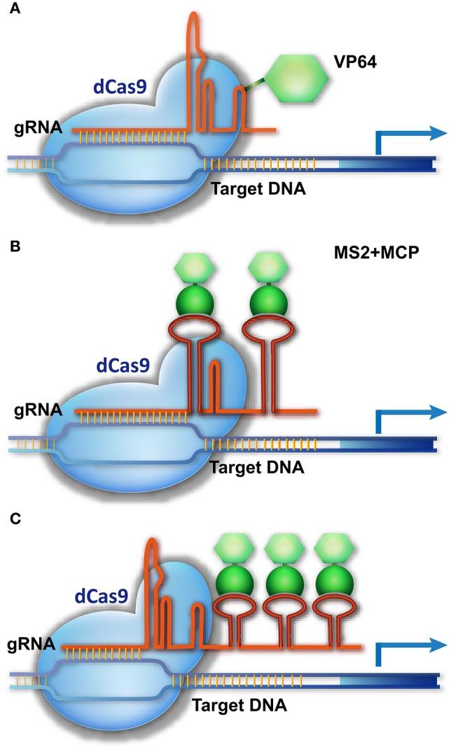 https://cdn.ncbi.nlm.nih.gov/pmc/blobs/2977/4877526/0374b49f978d/fpls-07-00703-g0003.jpg