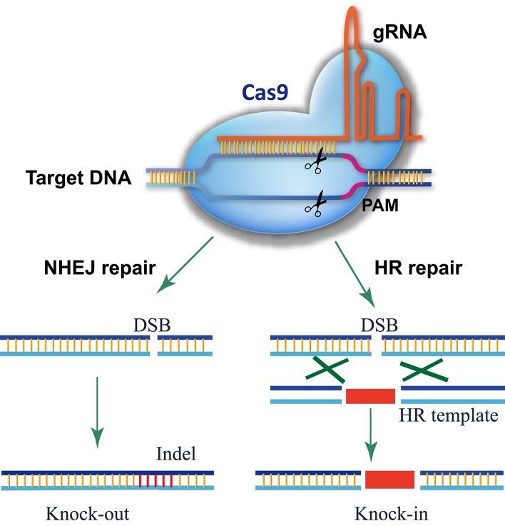 https://cdn.ncbi.nlm.nih.gov/pmc/blobs/2977/4877526/57ce310585ed/fpls-07-00703-g0001.jpg