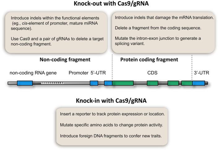 https://cdn.ncbi.nlm.nih.gov/pmc/blobs/2977/4877526/f4a4bc381113/fpls-07-00703-g0002.jpg