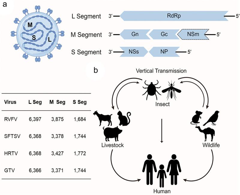 https://cdn.ncbi.nlm.nih.gov/pmc/blobs/297d/11290763/11030480b84b/KVIR_A_2384563_F0001_OC.jpg