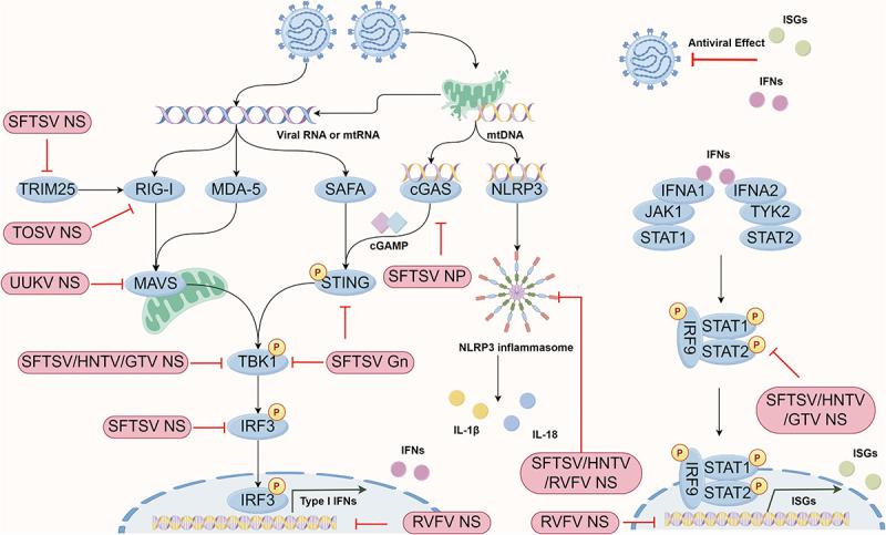 https://cdn.ncbi.nlm.nih.gov/pmc/blobs/297d/11290763/fba189ba3341/KVIR_A_2384563_F0002_OC.jpg