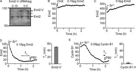 https://cdn.ncbi.nlm.nih.gov/pmc/blobs/297d/2064334/8dcc61a8a02e/jcb1740791f01.jpg
