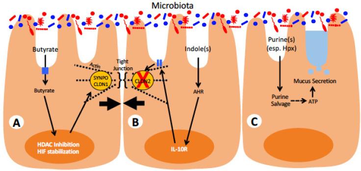 https://cdn.ncbi.nlm.nih.gov/pmc/blobs/2981/8399382/3fd928f522ba/pharmaceuticals-14-00708-g002.jpg
