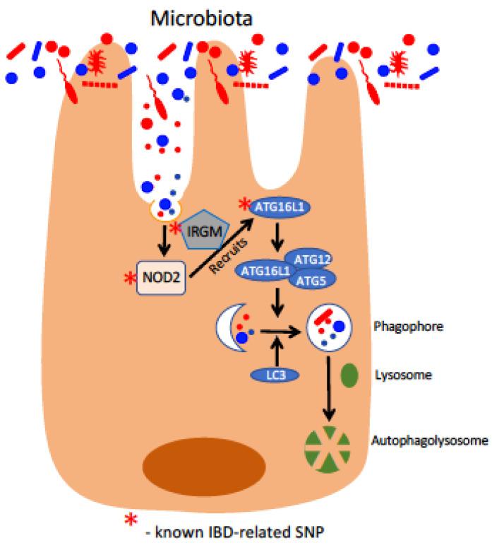 https://cdn.ncbi.nlm.nih.gov/pmc/blobs/2981/8399382/60fcbc29eb91/pharmaceuticals-14-00708-g001.jpg