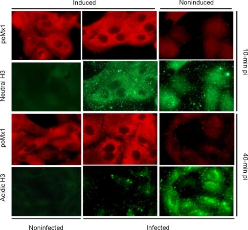 https://cdn.ncbi.nlm.nih.gov/pmc/blobs/2982/2826089/2e8e46d09079/vetres-41-29-fig6.jpg