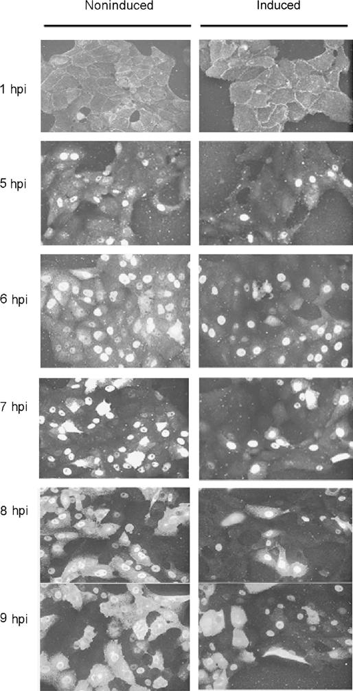 https://cdn.ncbi.nlm.nih.gov/pmc/blobs/2982/2826089/63c302ae7ef5/vetres-41-29-fig3.jpg