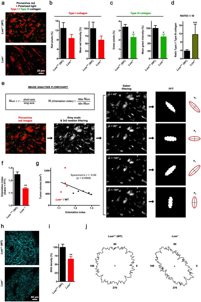 https://cdn.ncbi.nlm.nih.gov/pmc/blobs/2987/5550434/55c00f2bd2e9/41598_2017_7043_Fig7_HTML.jpg
