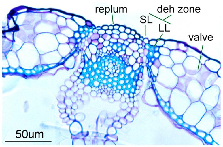 https://cdn.ncbi.nlm.nih.gov/pmc/blobs/2988/11511003/aefd56f23e11/plants-13-02927-g001.jpg