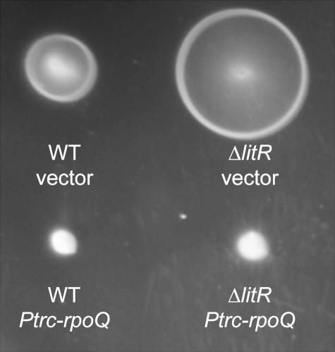 https://cdn.ncbi.nlm.nih.gov/pmc/blobs/2988/3252764/4609e3471937/mbo0011212130007.jpg