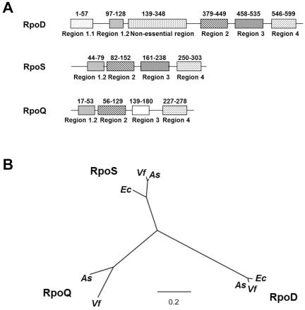 https://cdn.ncbi.nlm.nih.gov/pmc/blobs/2988/3252764/a6e53d9be72a/mbo0011212130002.jpg