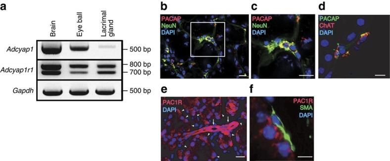 https://cdn.ncbi.nlm.nih.gov/pmc/blobs/2988/4931240/d8118d971f61/ncomms12034-f2.jpg