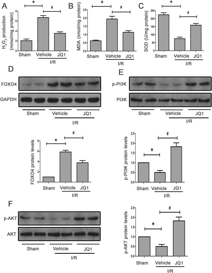 https://cdn.ncbi.nlm.nih.gov/pmc/blobs/2989/6475721/ddc229c14603/gr8.jpg