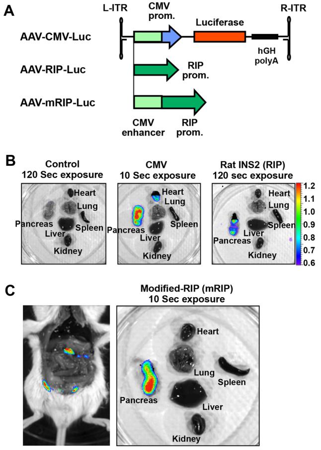 https://cdn.ncbi.nlm.nih.gov/pmc/blobs/298e/3759343/53f597605e58/DMM012591F1.jpg