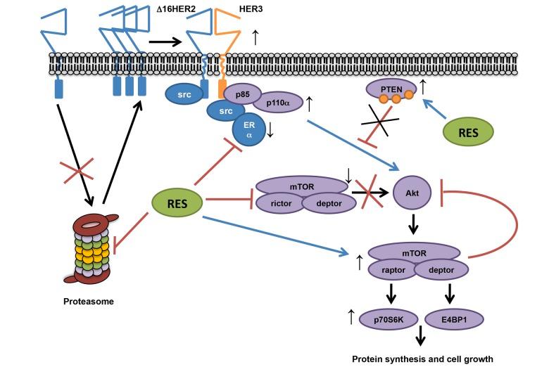 https://cdn.ncbi.nlm.nih.gov/pmc/blobs/298e/5361678/80055476f769/aging-09-508-g006.jpg