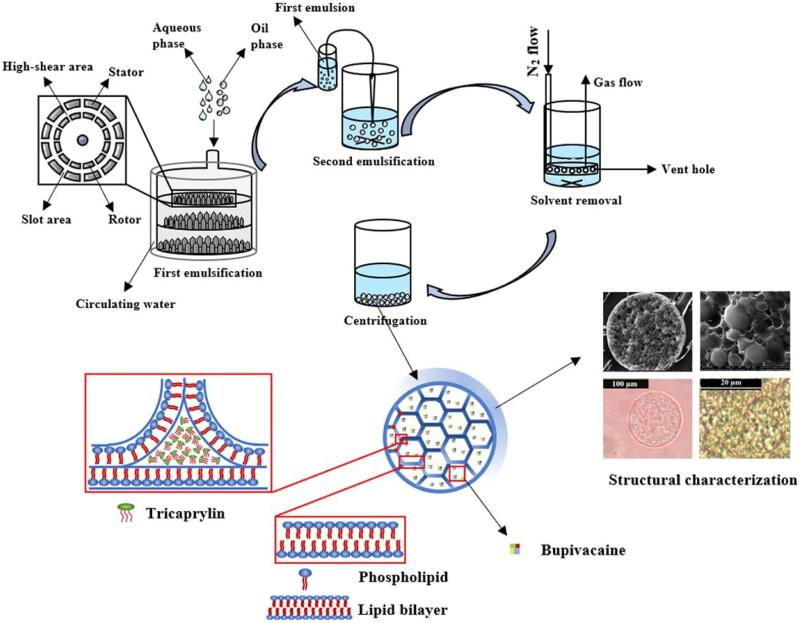 https://cdn.ncbi.nlm.nih.gov/pmc/blobs/2994/10763865/2d4a33e30b4e/IDRD_A_2296349_F0001_C.jpg