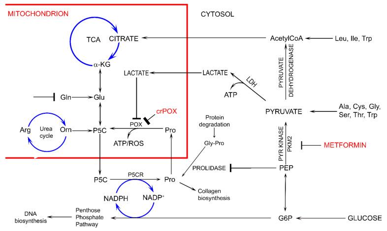 https://cdn.ncbi.nlm.nih.gov/pmc/blobs/2994/8699520/243894dc8c87/biomolecules-11-01888-g002.jpg
