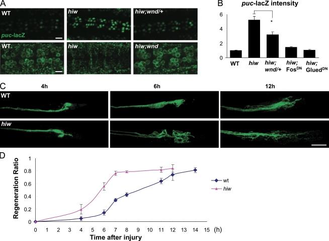 https://cdn.ncbi.nlm.nih.gov/pmc/blobs/2996/2953441/0fc6a4f8e55f/JCB_201006039R_RGB_Fig8.jpg