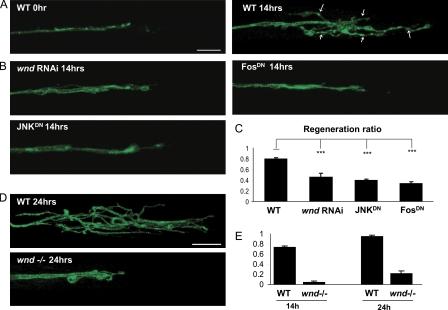 https://cdn.ncbi.nlm.nih.gov/pmc/blobs/2996/2953441/13e74a6a70b9/JCB_201006039_RGB_Fig4.jpg