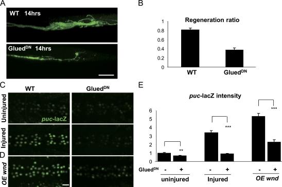 https://cdn.ncbi.nlm.nih.gov/pmc/blobs/2996/2953441/46f97421af26/JCB_201006039_RGB_Fig6.jpg
