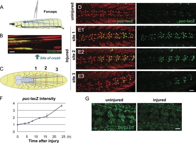 https://cdn.ncbi.nlm.nih.gov/pmc/blobs/2996/2953441/f440be14ce2f/JCB_201006039_RGB_Fig1.jpg