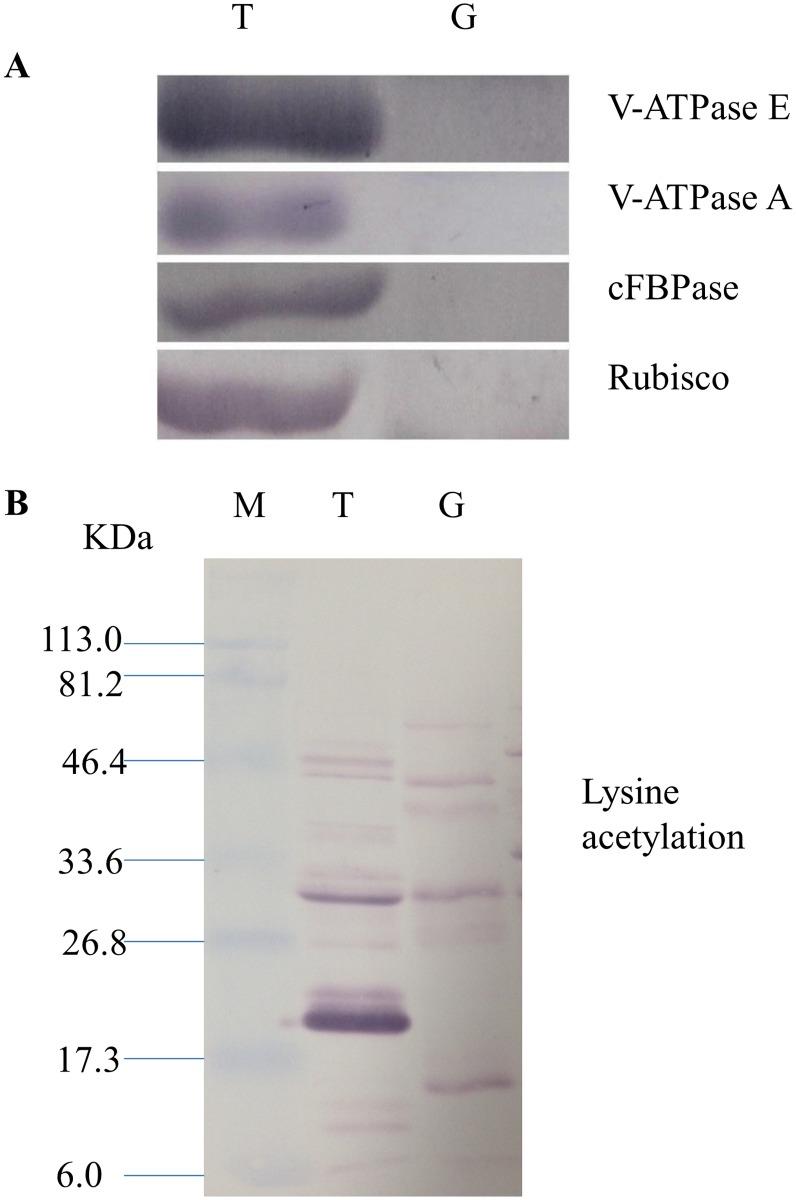 https://cdn.ncbi.nlm.nih.gov/pmc/blobs/2998/5167393/6e6be4fd145c/pone.0168467.g004.jpg