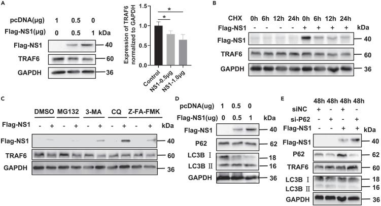 https://cdn.ncbi.nlm.nih.gov/pmc/blobs/299c/11401155/15e9ea10a919/gr3.jpg
