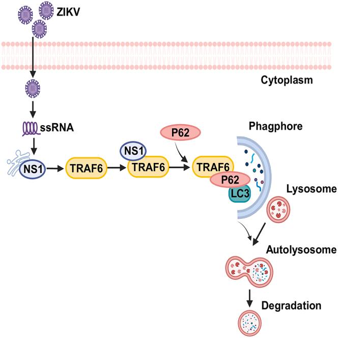 https://cdn.ncbi.nlm.nih.gov/pmc/blobs/299c/11401155/5bc1421068a0/fx1.jpg