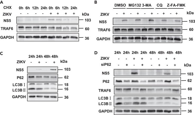 https://cdn.ncbi.nlm.nih.gov/pmc/blobs/299c/11401155/8a8be1e7aeb2/gr2.jpg