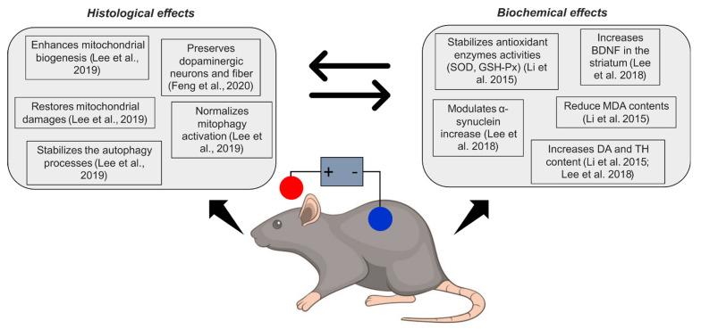 https://cdn.ncbi.nlm.nih.gov/pmc/blobs/299e/9692544/df36873bfaaa/ijms-23-13775-g001.jpg